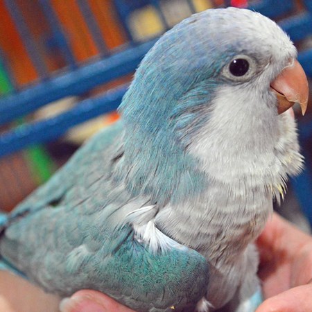Quaker Parrot #99527 for sale in Smithfield, NC