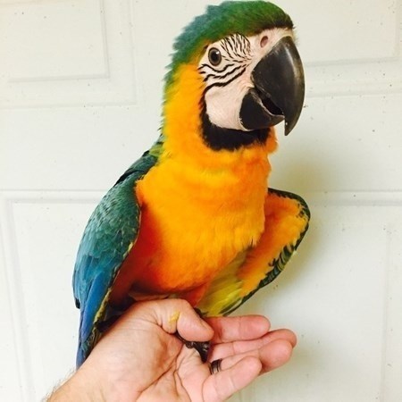 Macaw Available For Sale In Florida Photo Inspiration