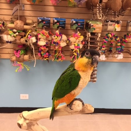 caique stuffed animal