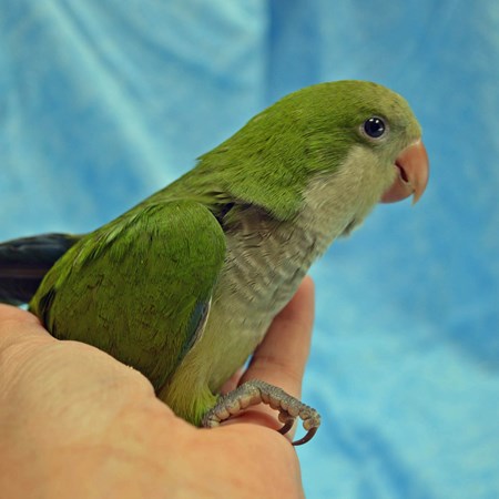 Quaker Parrot #104503 for sale in Smithfield, NC