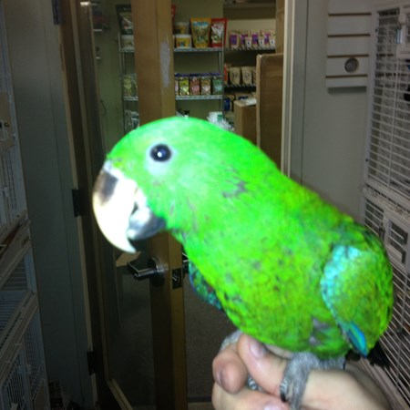 Vosmaeri Eclectus #102139 for sale in Green Brook / Saddle Brook, NJ