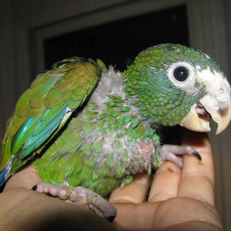 White Capped Pionus #107538 for sale in Havelock, NC