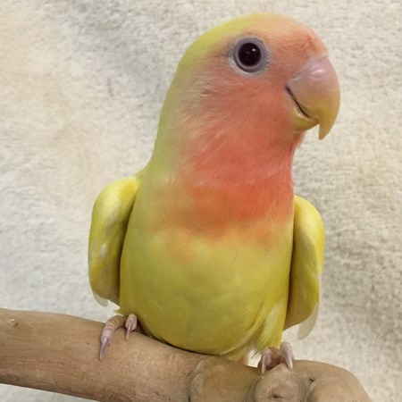 Peach Faced Lovebird Price