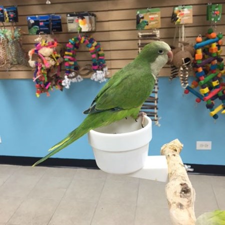 quaker parrot 109729 for sale in chicago il quaker parrot 109729 for sale in chicago il