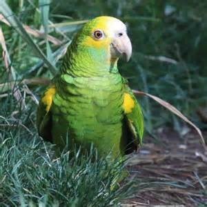 yellow shouldered amazon 110264 for sale in delran nj yellow shouldered amazon 110264 for sale in delran nj