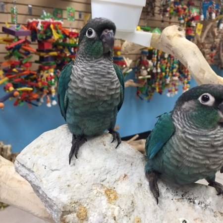 Green Cheek Conure #110325 for sale in Niles, IL