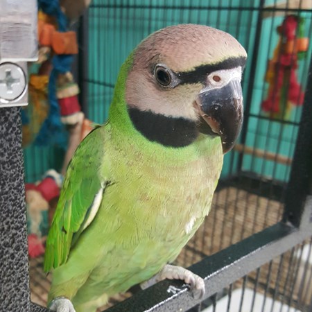 Moustached Parakeet #110369 for sale in Austin , TX