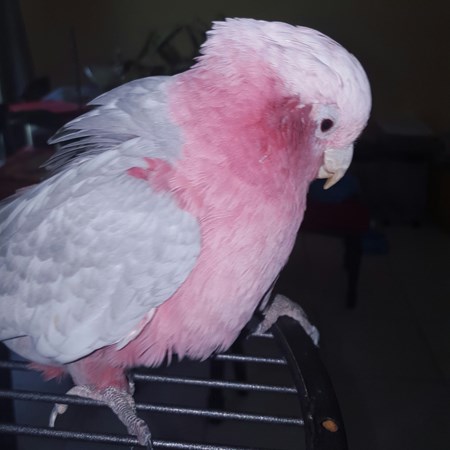 rose breasted cockatoo as pet