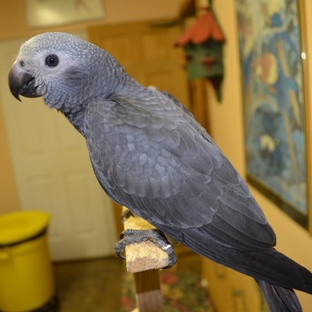 african grey timneh parrot 110463 for sale in chicago il african grey timneh parrot 110463 for sale in chicago il