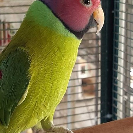plum head parakeet 110508 for sale in salisbury md plum head parakeet 110508 for sale in salisbury md