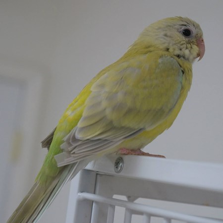 Red Rumped Parakeet #110517 for sale in Salisbury, MD