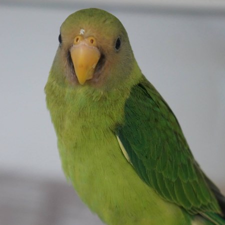 plum head parakeet 110520 for sale in salisbury md plum head parakeet 110520 for sale in salisbury md