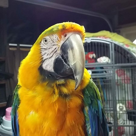 Hybrid Macaw #111745 for sale in Indio, CA