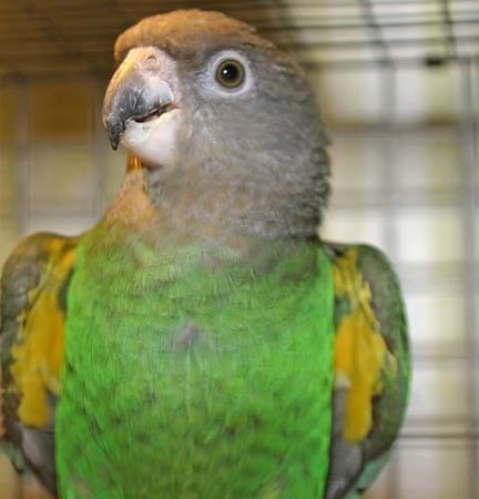 brown headed poicephalus 112196 for sale in chicago il brown headed poicephalus 112196 for sale in chicago il