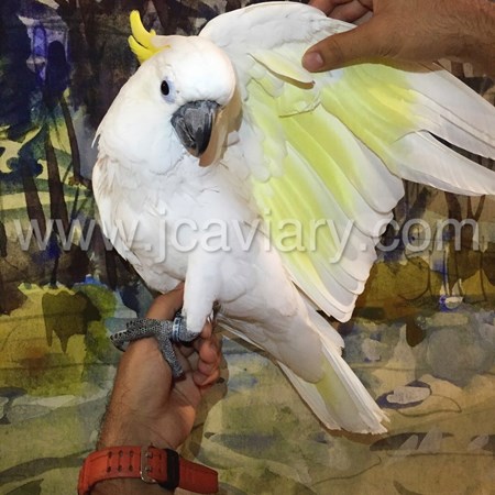 printable triton cockatoo parrot printable triton cockatoo parrot