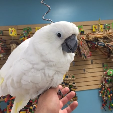 Umbrella Cockatoo #112238 for sale in Niles, IL