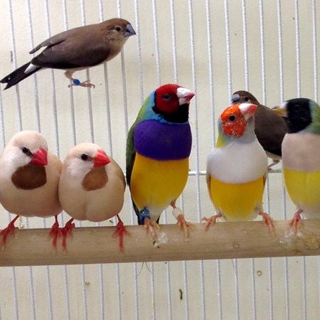 Lady Gouldian Finch #110279 for sale in Chester, NJ