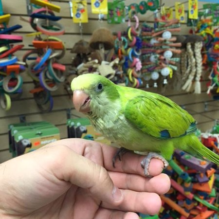 quaker parrot 115679 for sale in chicago il quaker parrot 115679 for sale in chicago il