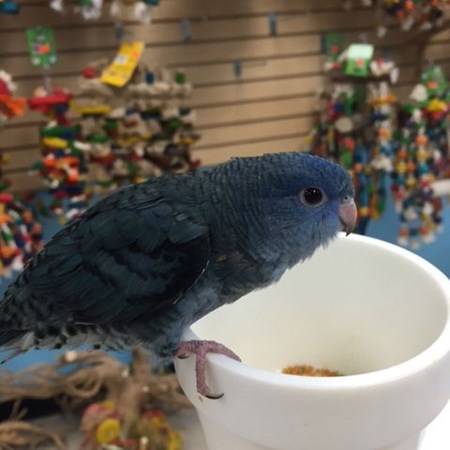 lineolated parakeet 115726 for sale in chicago il lineolated parakeet 115726 for sale in chicago il
