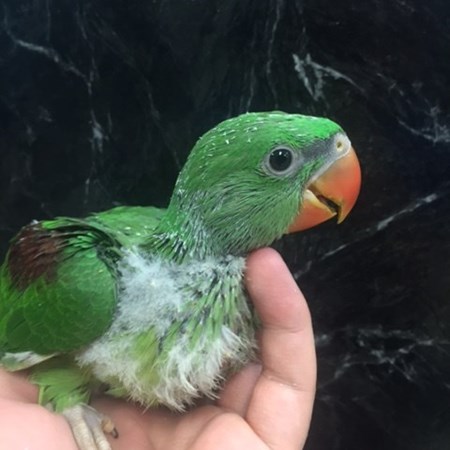 ringneck alexandrine parakeet 116102 for sale in chicago il ringneck alexandrine parakeet 116102 for sale in chicago il