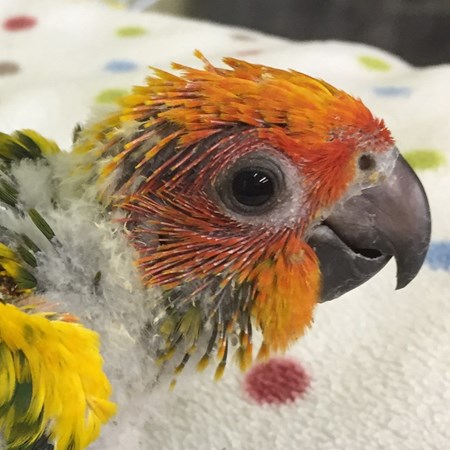 Sun Conure #115907 for sale in Holly, MI