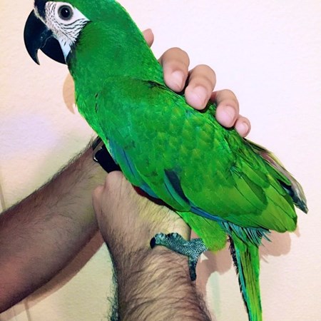 Severe Macaw #118540 for sale in Austin, TX