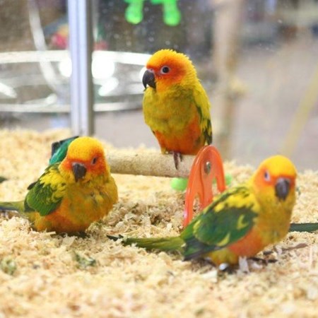 Sun Conure #118564 for sale in Green Brook / Saddle Brook, NJ