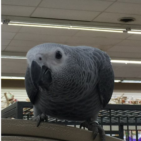 african grey congo parrot 118590 for sale in delran nj african grey congo parrot 118590 for sale in delran nj