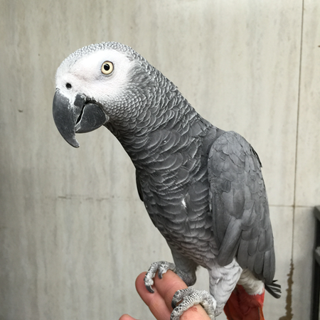 African Grey Congo Parrot #119215 for sale in Delran, NJ