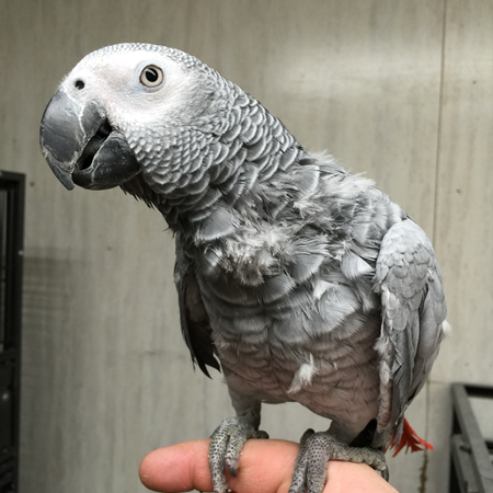african grey congo parrot 119216 for sale in delran nj african grey congo parrot 119216 for sale in delran nj