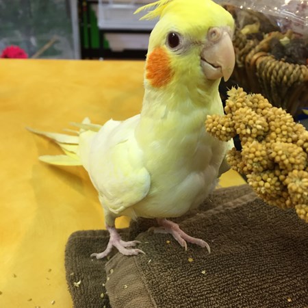 cockatiel 119451 for sale in caldwell nj cockatiel 119451 for sale in caldwell nj