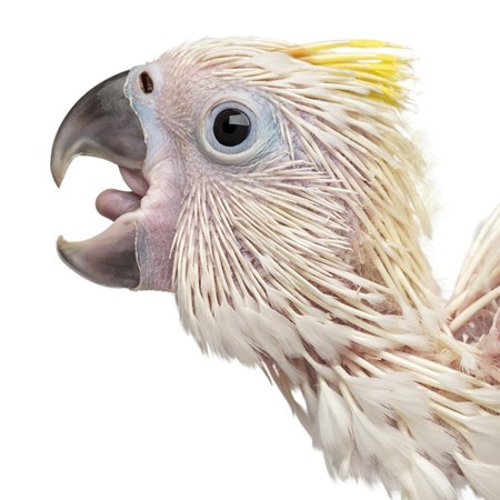 triton cockatoo for sale