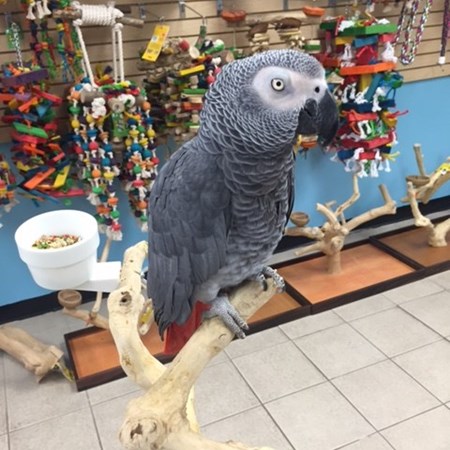 african grey congo parrot 119553 for sale in chicago il african grey congo parrot 119553 for sale in chicago il