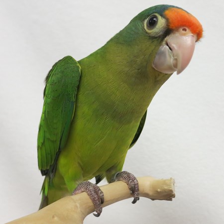 Half Moon Conure #124092 for sale in Broadview Heights, OH