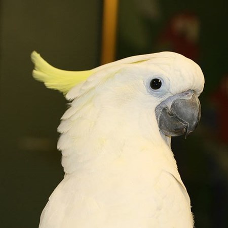 blue eyed triton cockatoo