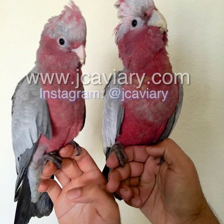rosebreasted cockatoo for sale