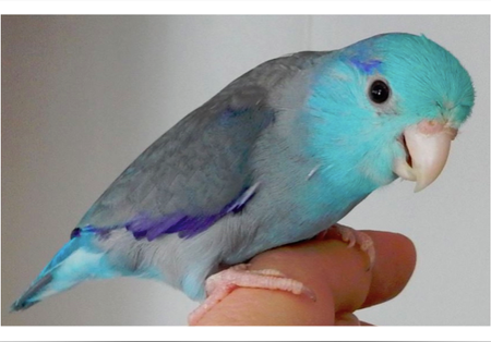 Celestial (Pacific) Parrotlet #125364 for sale in Miami, FL