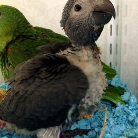 African Grey Timneh Parrot #125705 for sale in Chester, NJ