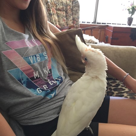 baby goffin cockatoo for sale