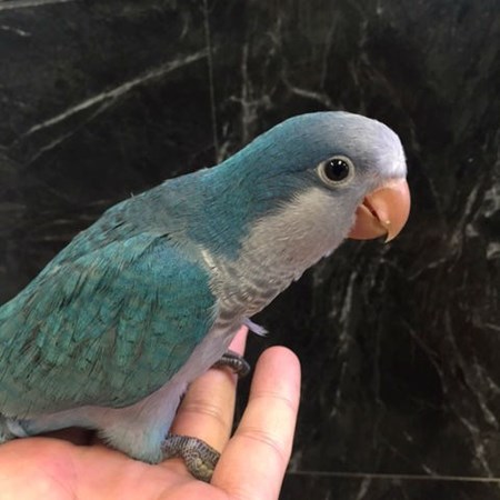quaker parrot 125822 for sale in chicago il quaker parrot 125822 for sale in chicago il