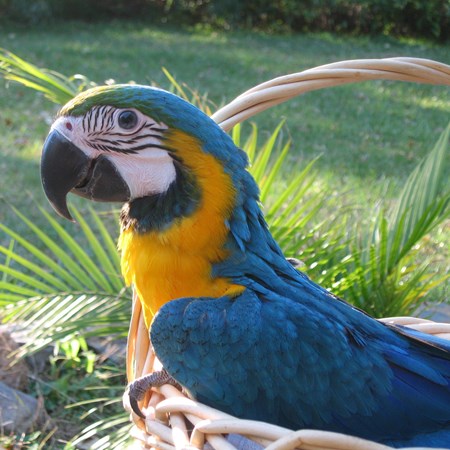 Blue and Gold Macaw #125846 for sale in Ft. Pierce , FL