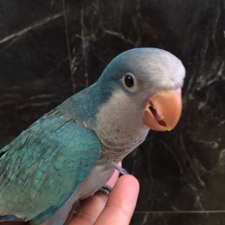 quaker parrot 126088 for sale in chicago il quaker parrot 126088 for sale in chicago il