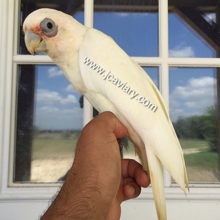 average price bare eyed cockatoo