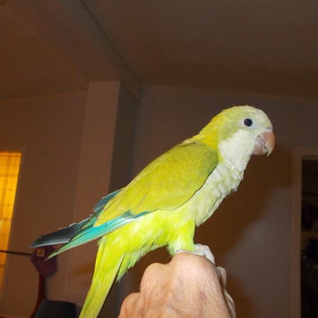 quaker parrot 129318 for sale in willow spring nc quaker parrot 129318 for sale in willow spring nc