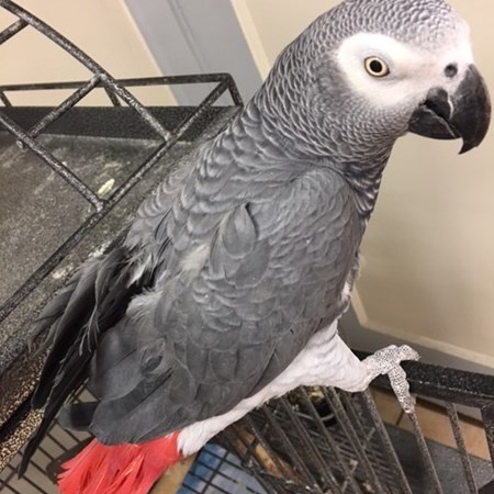 african grey congo parrot 129863 for sale in chicago il african grey congo parrot 129863 for sale in chicago il