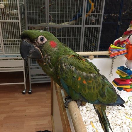 red front macaw 129886 for sale in caldwell nj red front macaw 129886 for sale in caldwell nj