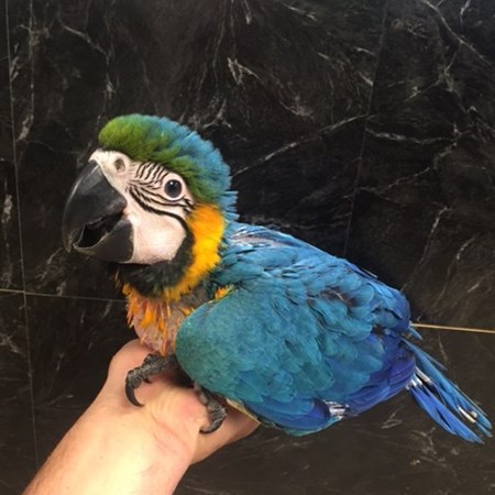 Blue and Gold Macaw #129904 for sale in Niles, IL