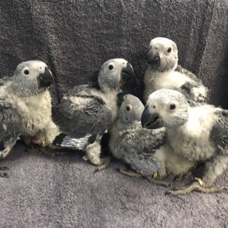 african grey congo parrot 129999 for sale in chicago il african grey congo parrot 129999 for sale in chicago il