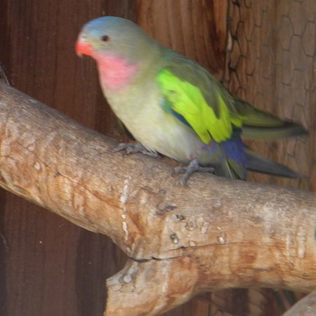 Princess of Wales Parakeet #130129 for sale in Yucaipa, CA