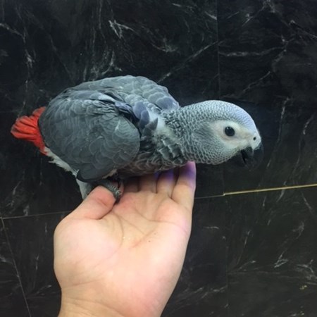 african grey congo parrot 130436 for sale in chicago il african grey congo parrot 130436 for sale in chicago il